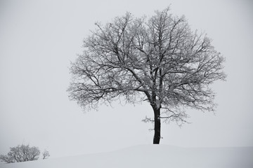 Fototapeta na wymiar Alone tree in a field, winter season.
