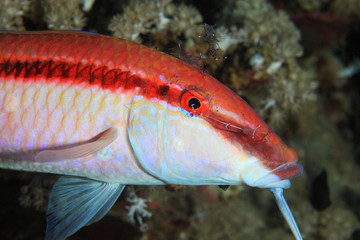 Redstriped goatfish