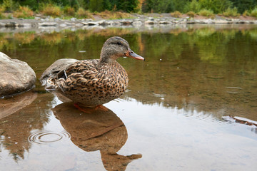 Close-up view of brown mallard duck in wildlife standing in the water at Mirror Lake in Oregon state, USA.