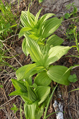 Wild herb Hellebore Lobel (lat. Veratrum lobelianum)