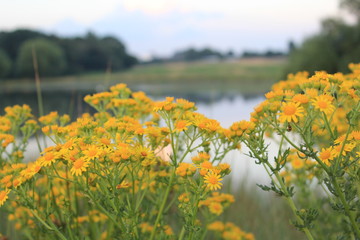 Richmond Park