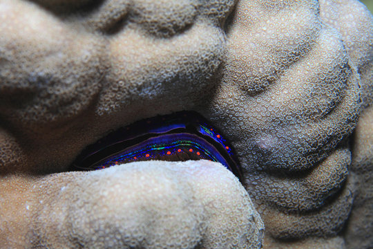 Iridescent clam