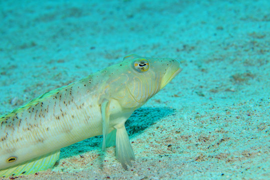 Speckled sandperch fish