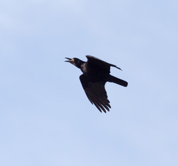 crows on the background of the sky with clouds