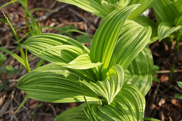 Obraz premium Wild herb Hellebore Lobel (lat. Veratrum lobelianum)