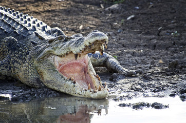 Australien Saltwater Crocodile on a muddy riverbank