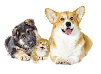 puppy and kitten
