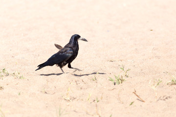 black crow on the sand