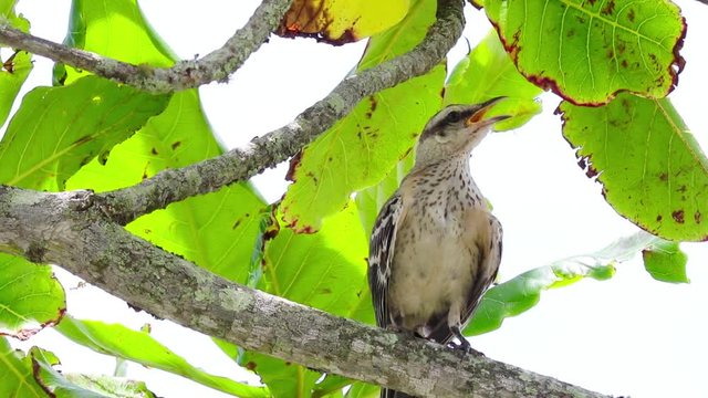 Sabi&aacute;-do-campo com calor. (Mimus saturninus)