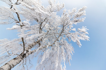 Birke mit Eiskristallen, blauer Himmel, Winter