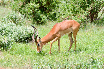 Impala isolated grazing
