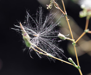 Fototapeta premium dandelion fluff in nature