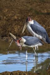 Marabou stork in Kruger National park, South Africa