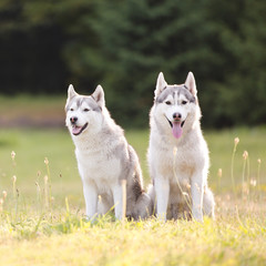 Naklejka na ściany i meble Beautiful siberian husky dog of wolf or german shepherd puppy running in summer park. Wolf
