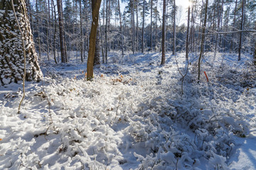 Sun shining in the beautiful winter forest