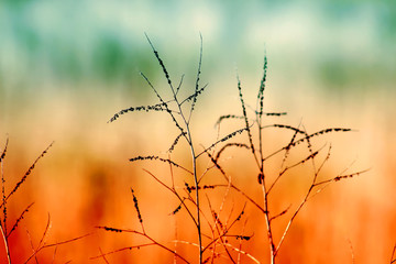 Obraz premium Dry spare of grass in sunset dawn. Autumn.