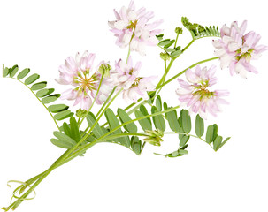 bouquet of the field (wild) flowers, easter colors, isolated. Mouse pea