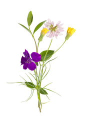 bouquet of the field (wild) flowers, easter colors, isolated