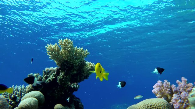 Beautiful coral reefs and tropical fish. Underwater life in the ocean.
