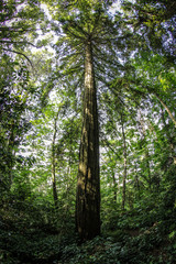 Obraz premium Riesiger Baum im Wald