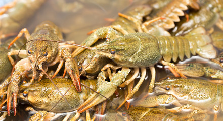 Live crayfish in the water as a background