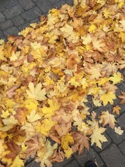 Golden leaves 