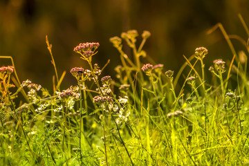 Obraz premium Green grass in the summer. Sunrise.