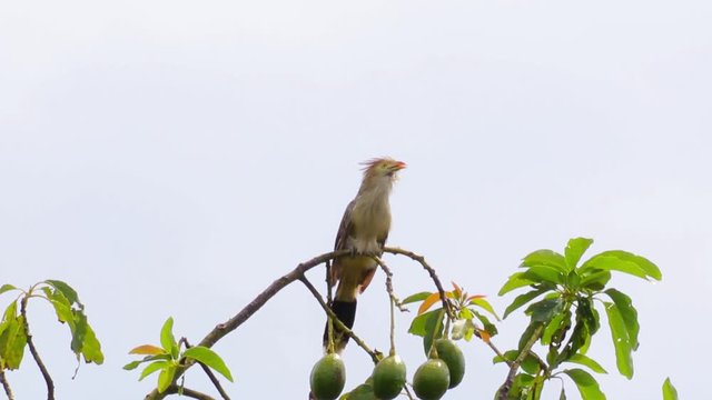 Anu-branco. (Guira guira)