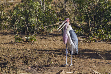 Marabou stork in Kruger National park, South Africa