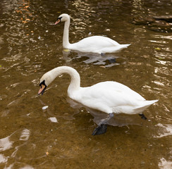two swans on the pond