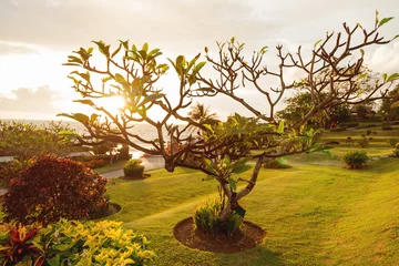 Crédence de cuisine en verre imprimé Frangipanier Plumeria tree on seaside near Tanah Lot temple. Bali, Indonesia.