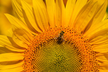 Sunflower close up