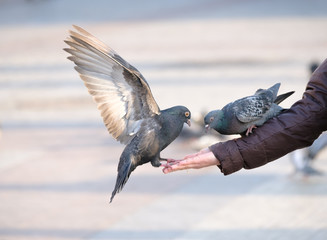 Pigeons eating from human hand