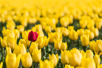 A red tulip is standing in a field of yellow tulips