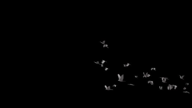 Flying birds. A flock of birds flying in different perspectives. File has alpha channel that allows separate objects from the black background. Ideal for use against the sky, landscape movie or other 