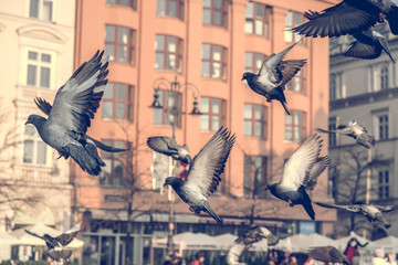 Doves in flight over urban area