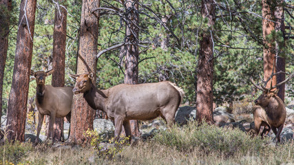 Bull And Two Cow Elks, Rocky Mountain National Park, CO
