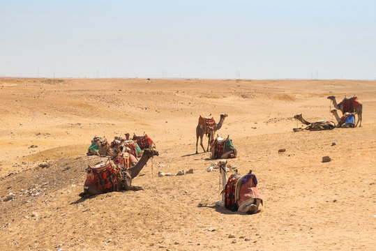 Camels in the Arabian desert. Giza, Egypt.