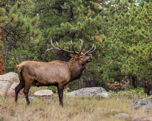 Naklejka na ściany i meble Bull Elk, Rocky Mountain National Park, CO