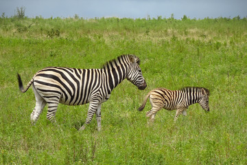 Fototapeta na wymiar Junges Zebra mit Mutter
