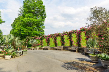 Obraz premium Green alley in park.