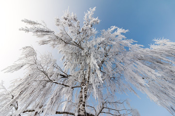 Birke mit Eiskristallen, blauer Himmel, Winter