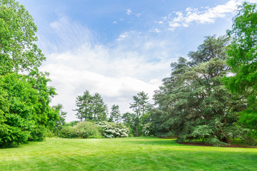 Green trees on grass meadow.