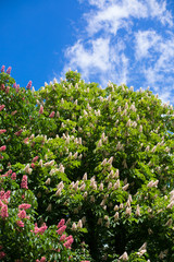 Fototapeta premium Red and white chestnut tree in blossom background