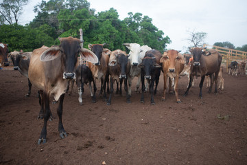 Cattle looking straight at me