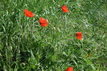 Klatschmohn