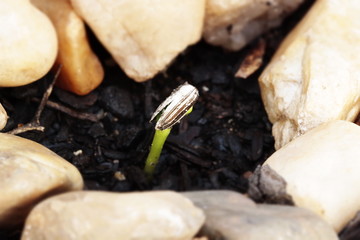 Green sprout growing from seed in organic soil surrounded by stones. Agriculture and Seeding Plant seed growing step concept image. Macro photography.