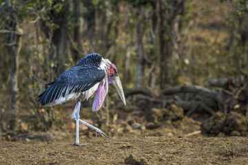 Marabou stork in Kruger National park, South Africa