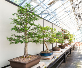 Natural bonsai set