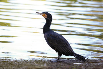 Great cormorant